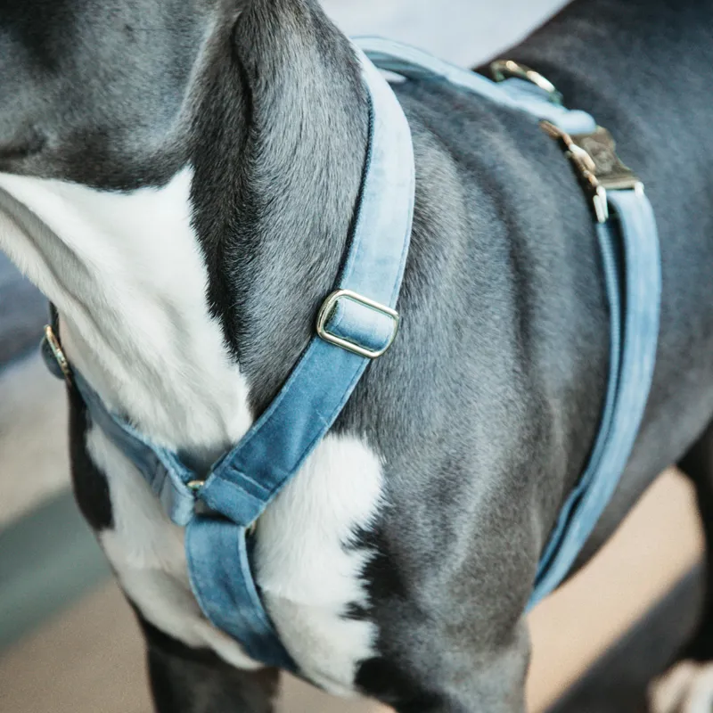 Kentucky Velvet Loop Dog Harness - Light Blue-4