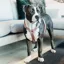 Kentucky Velvet Loop Dog Harness - Old Rose