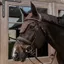 Kentucky Wellington Wave Soundless Fly Veil - Brown