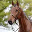 Kincade Hunt Cavesson Bridle II - Brown