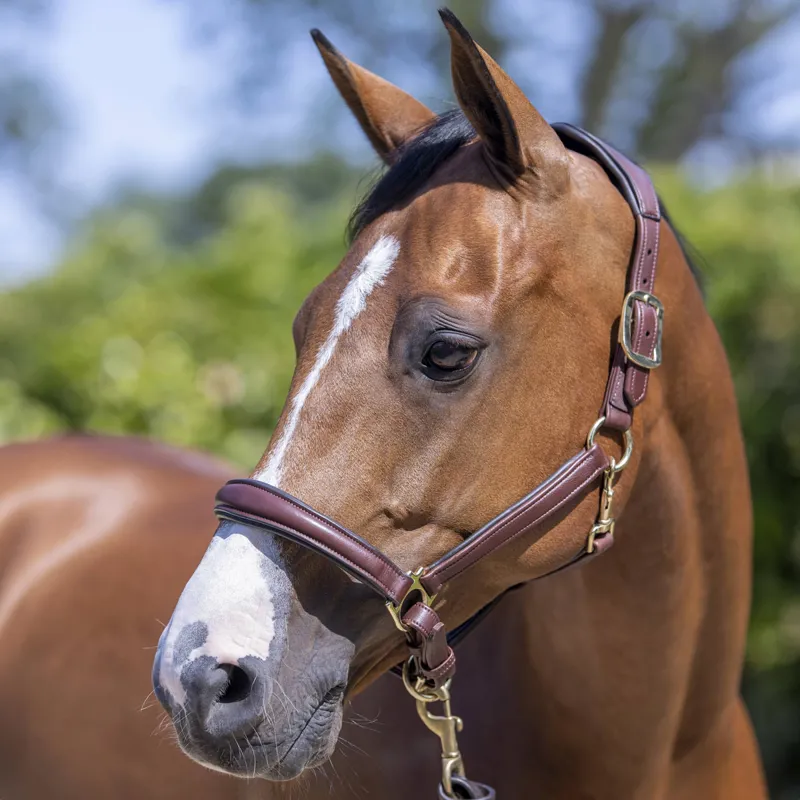 LeMieux Anatomic Leather Headcollar - Brown-2
