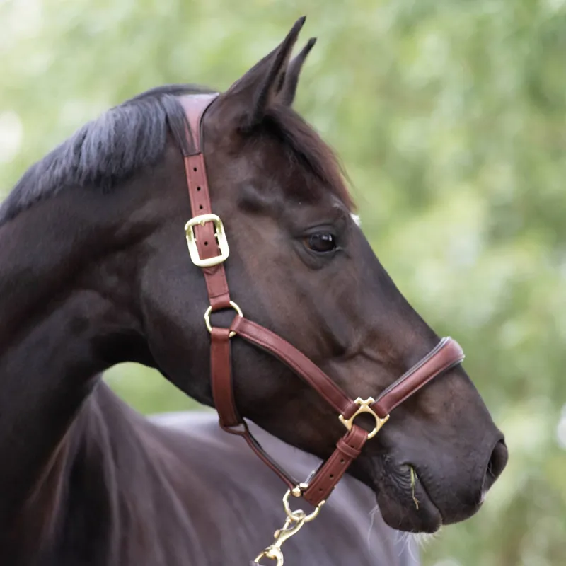 LeMieux Anatomic Leather Headcollar - Brown-1