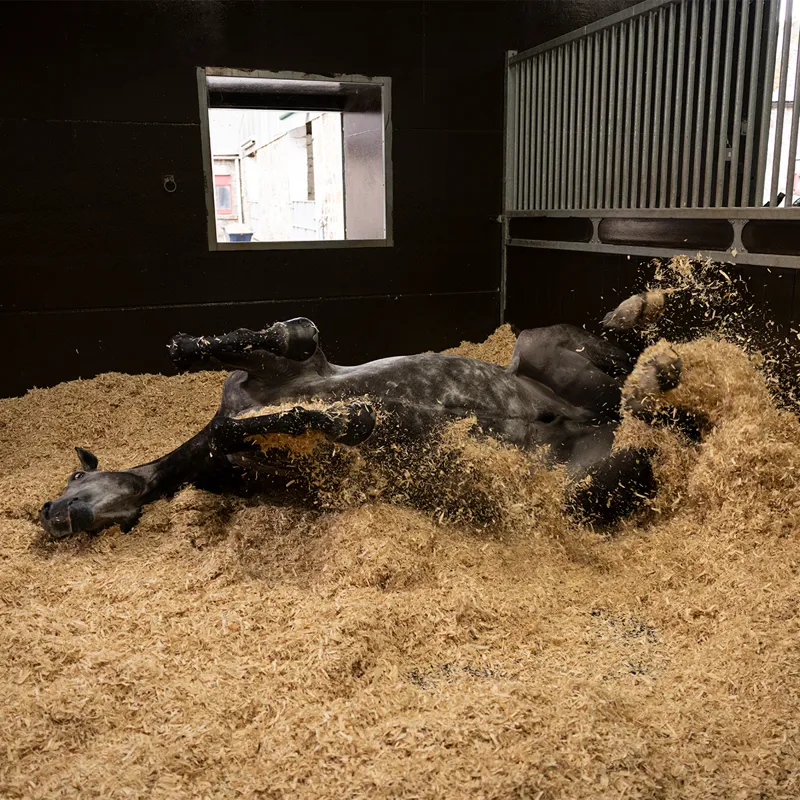 Littlemax Fine Flake Shavings - 18kg-6