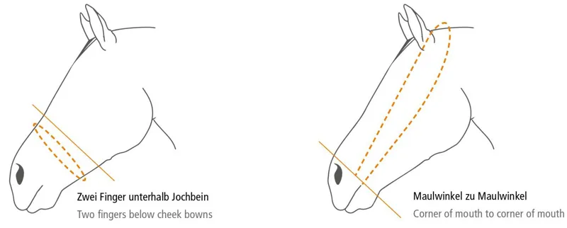 Bridle Size Guide