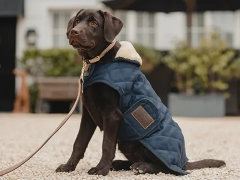 Kentucky Dogwear