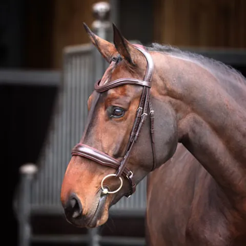 Shires Horse Bridles