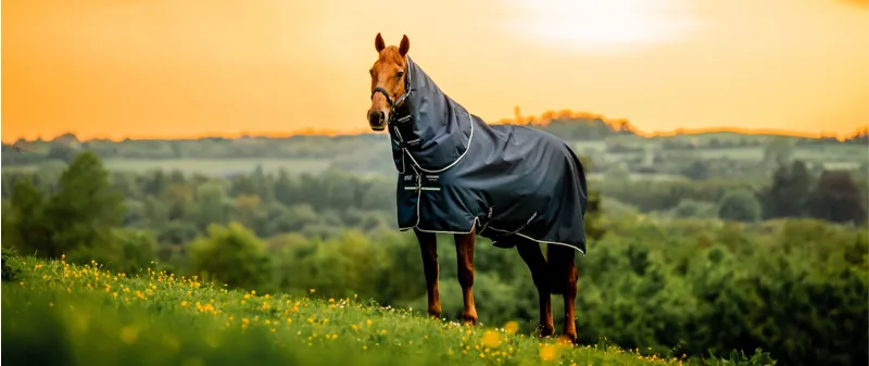 All You Need To Know About Horseware Rugs: An Exclusive Redpost Guide