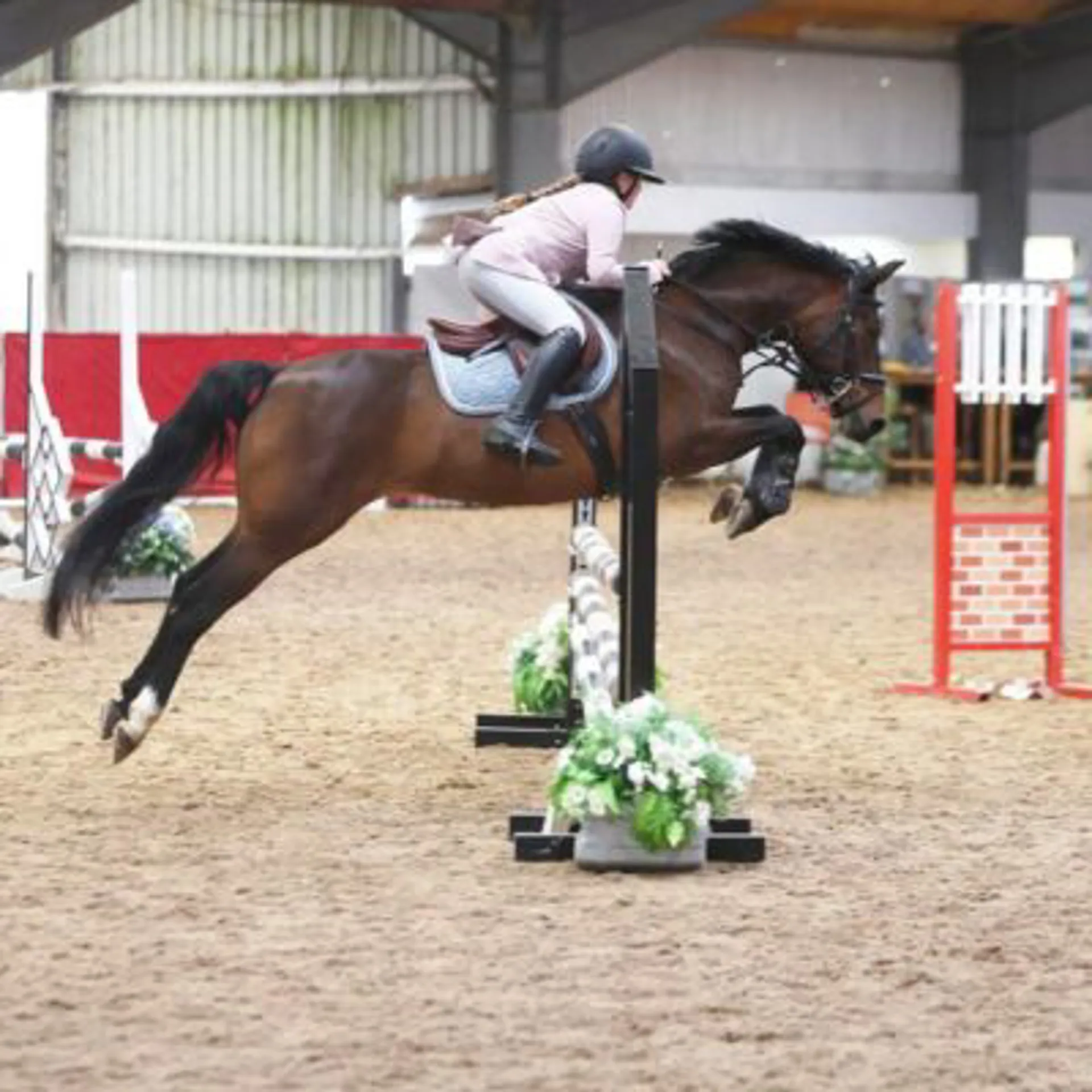 A horse showjumping