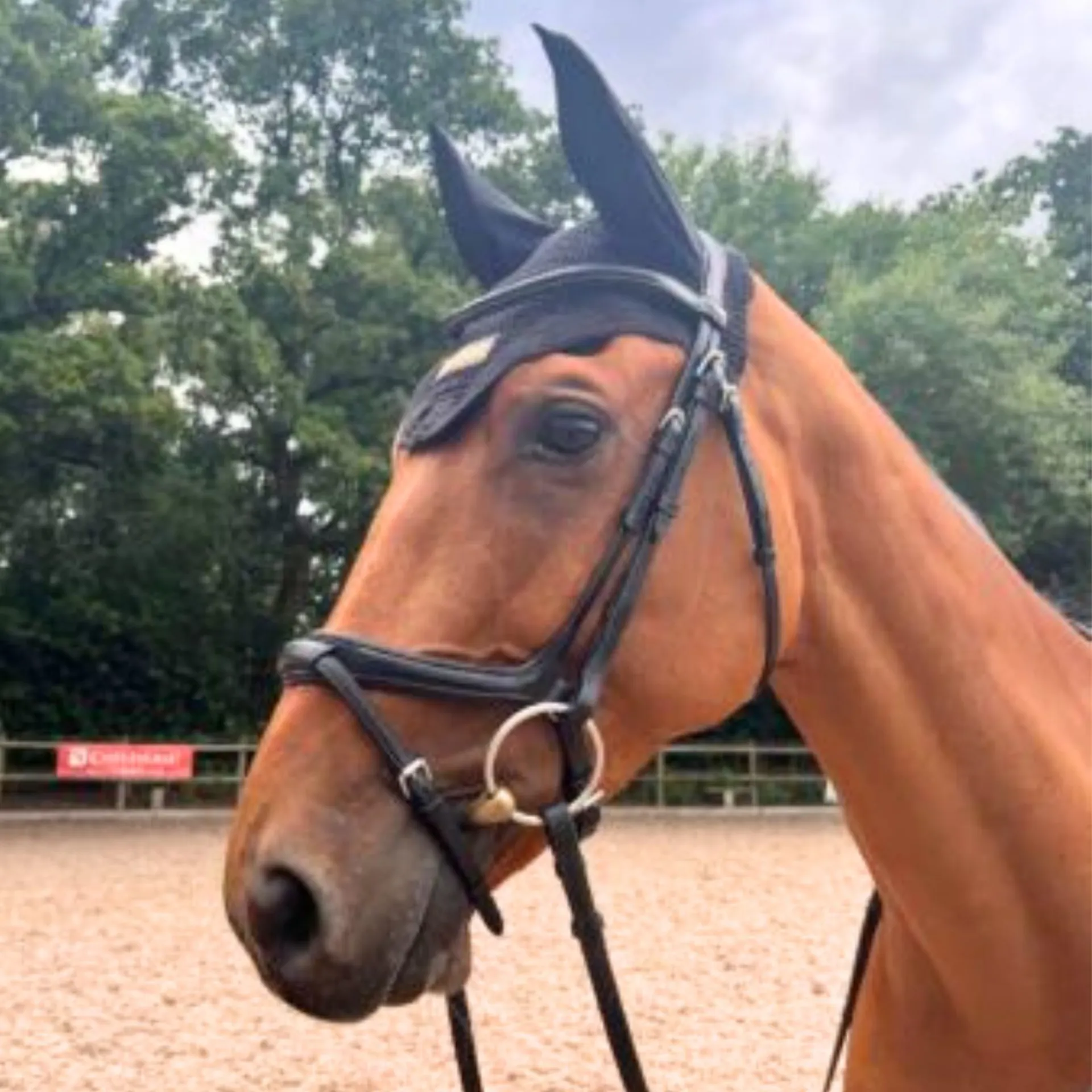 Bay Horse Bridle