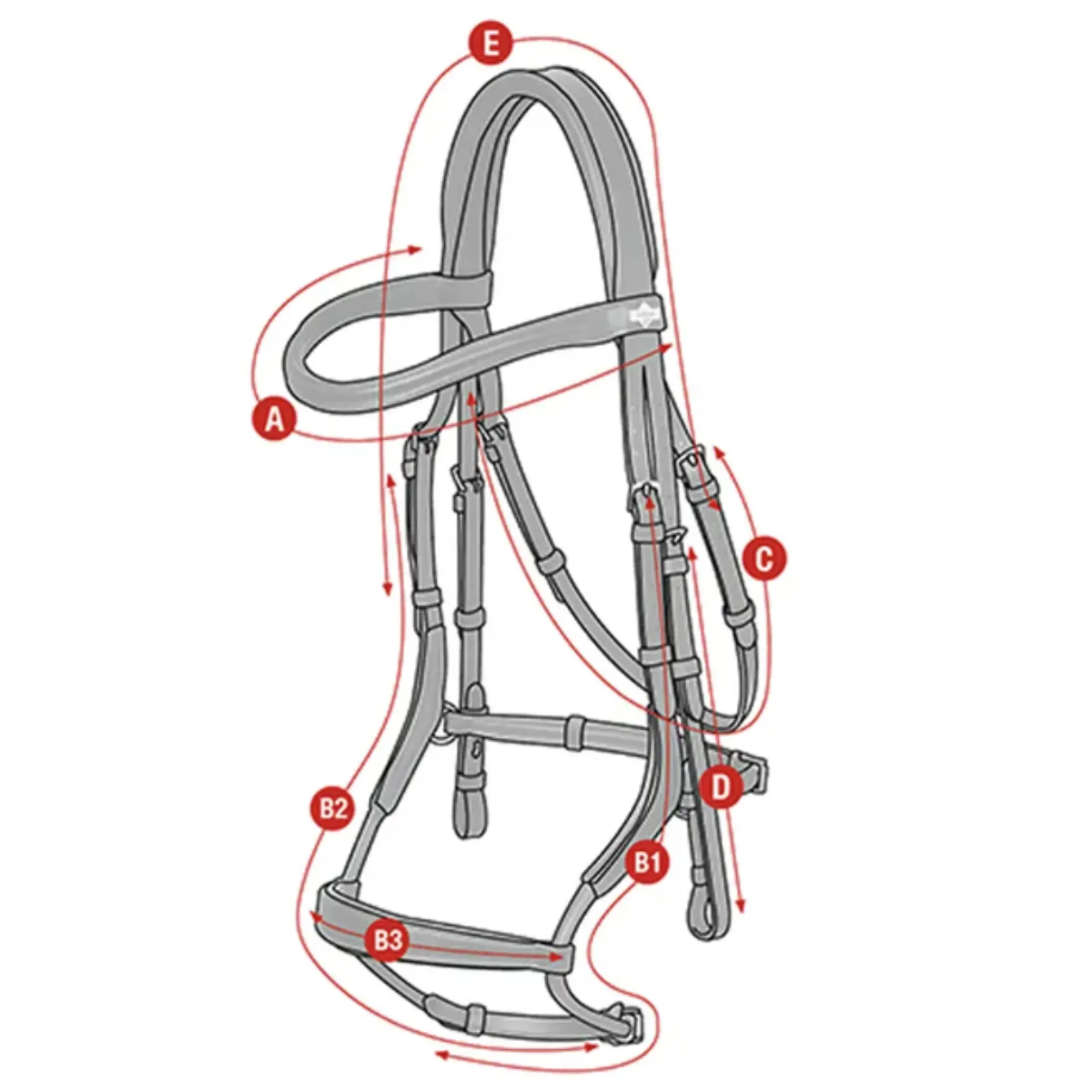 Lemieux anatonmical bridle size guide