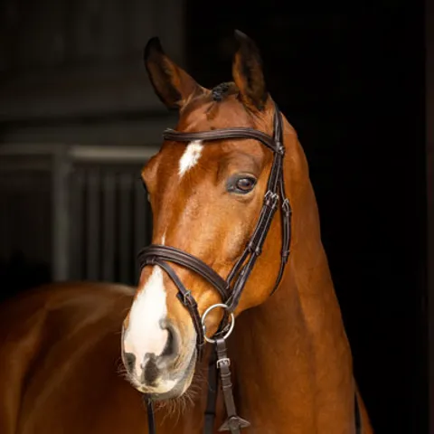 LeMieux Bridles