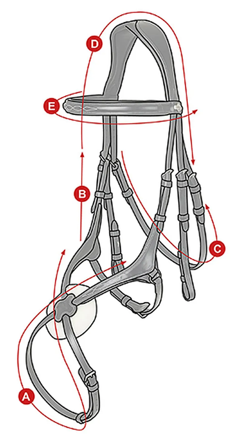 LeMieux Kudos Grackle Bridle U2013 Equestrian Sport