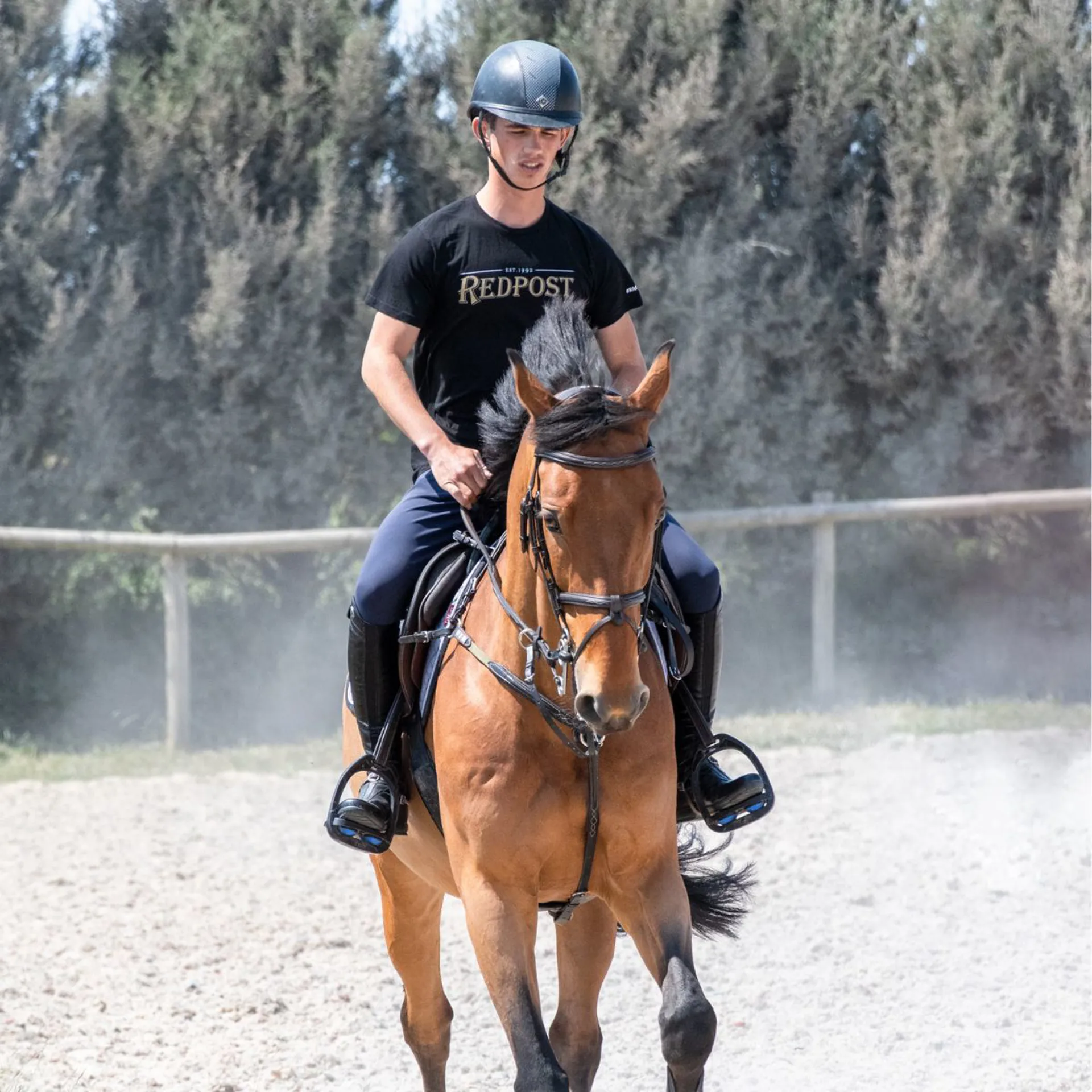 Oliver Tuff Schooling Flatwork Bay Horse