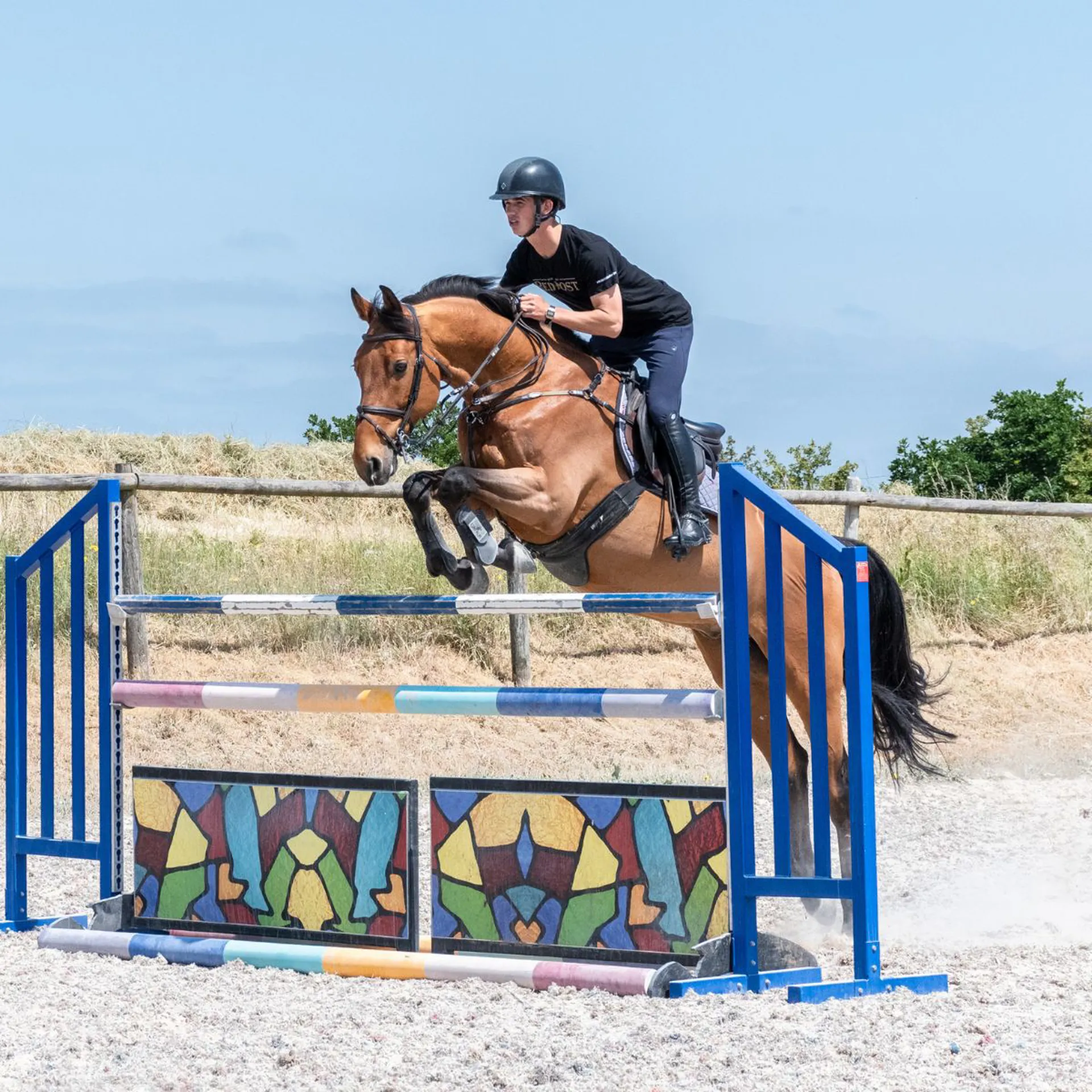 Oliver Tuff Schooling Jumping Bay Horse