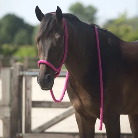 QHP Natural Horsemanship