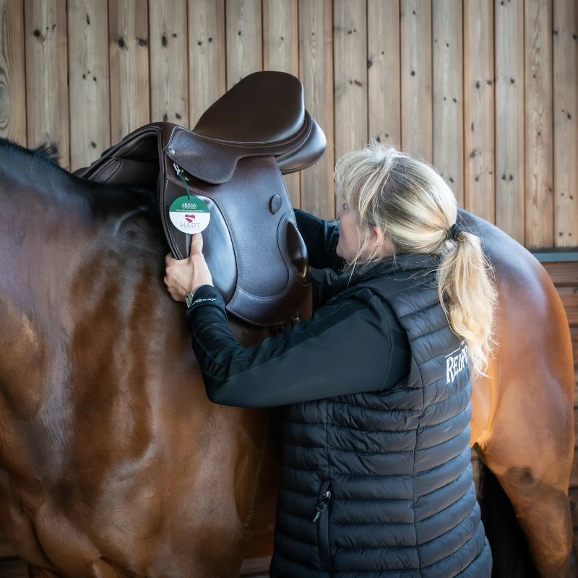 A horse being fitted with a saddle