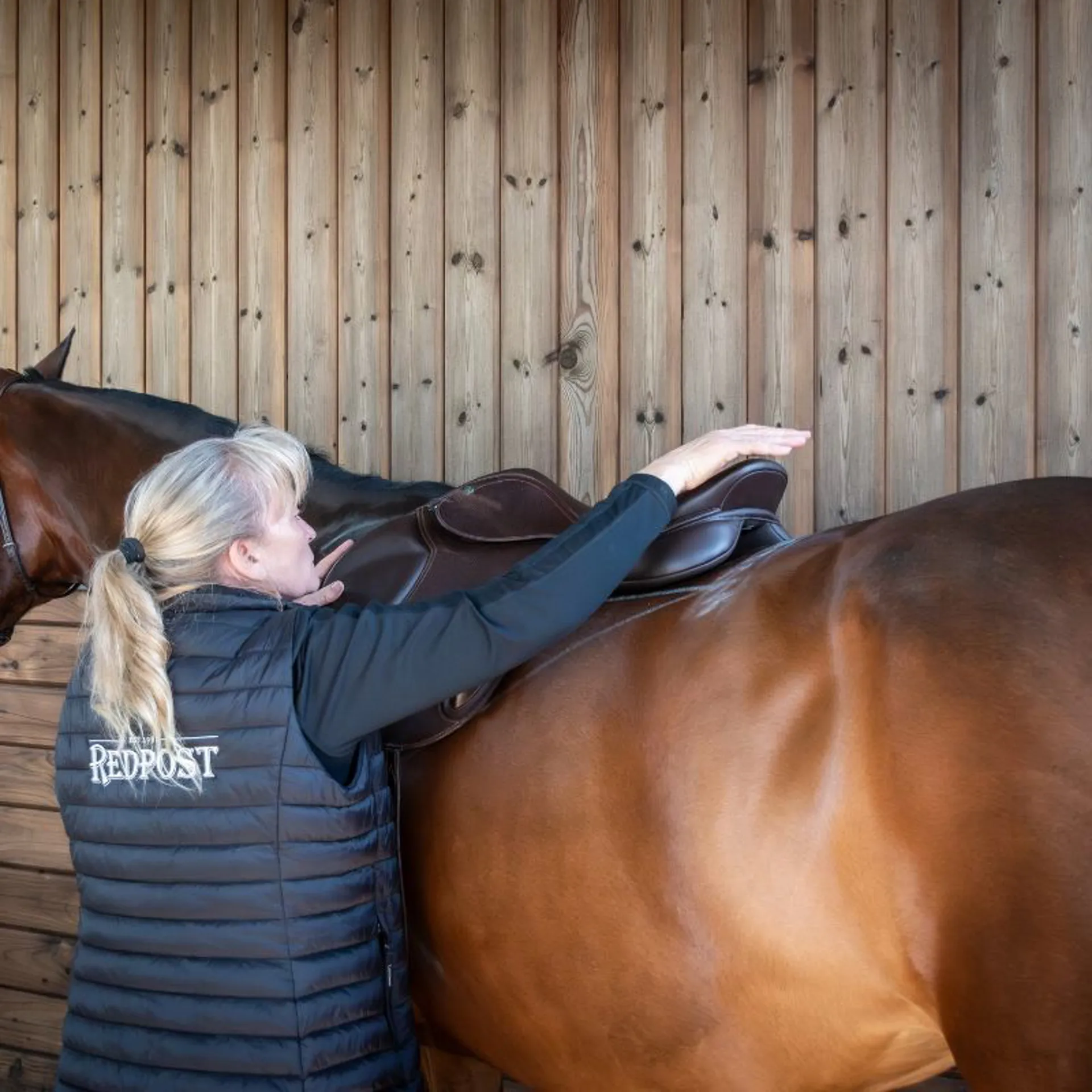 Fitting saddle on bay horse
