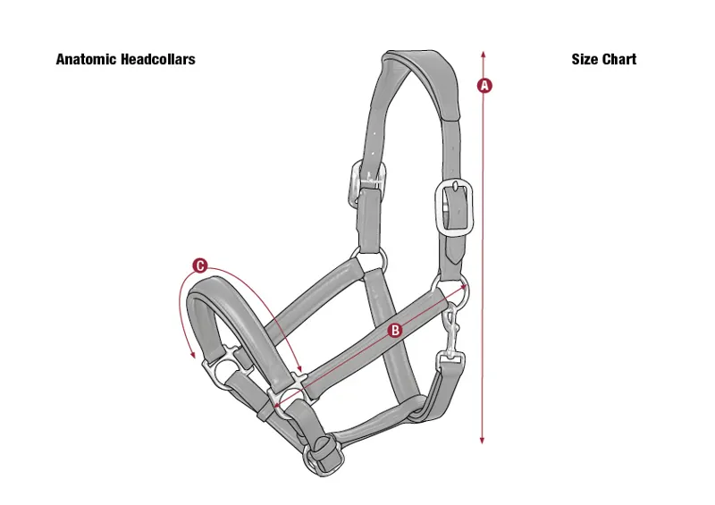 Lemieux Anatomic Size Guide