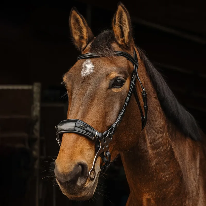 Norton Pro Hackamore Bridle - Black