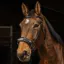 Norton Pro Hackamore Bridle - Black