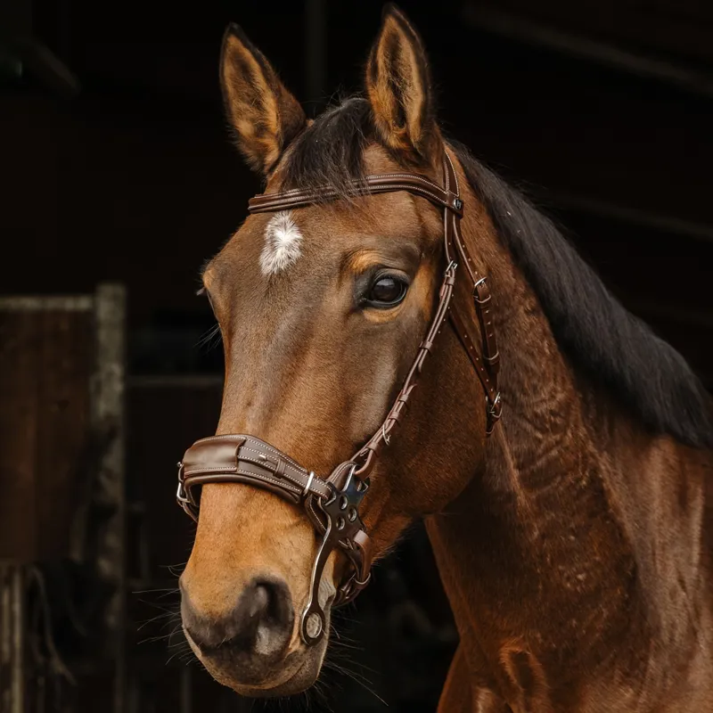 Norton Pro Hackamore Bridle - Havana