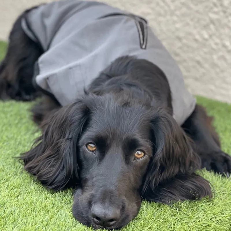 Pawdaw of London Luxury Dog Cooling Coat - Grey-1