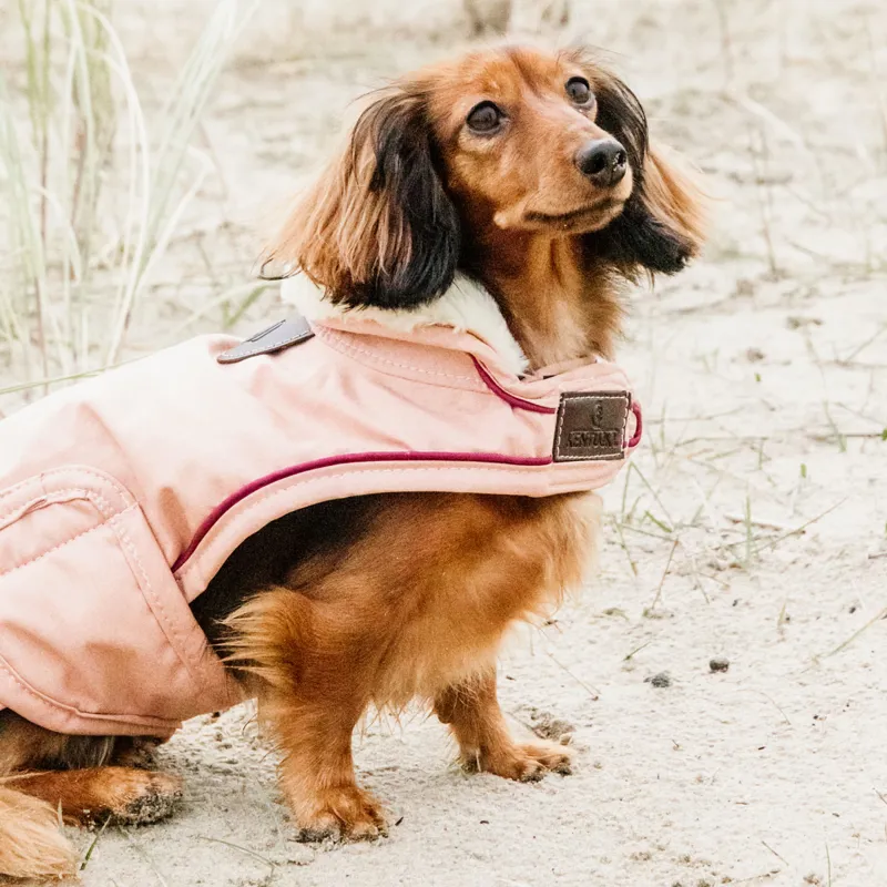 Kentucky Waterproof 160g Dog Coat - Coral-4
