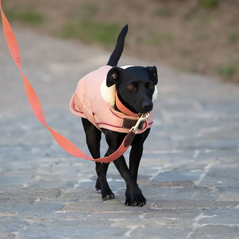 Kentucky Waterproof 160g Dog Coat - Coral-5