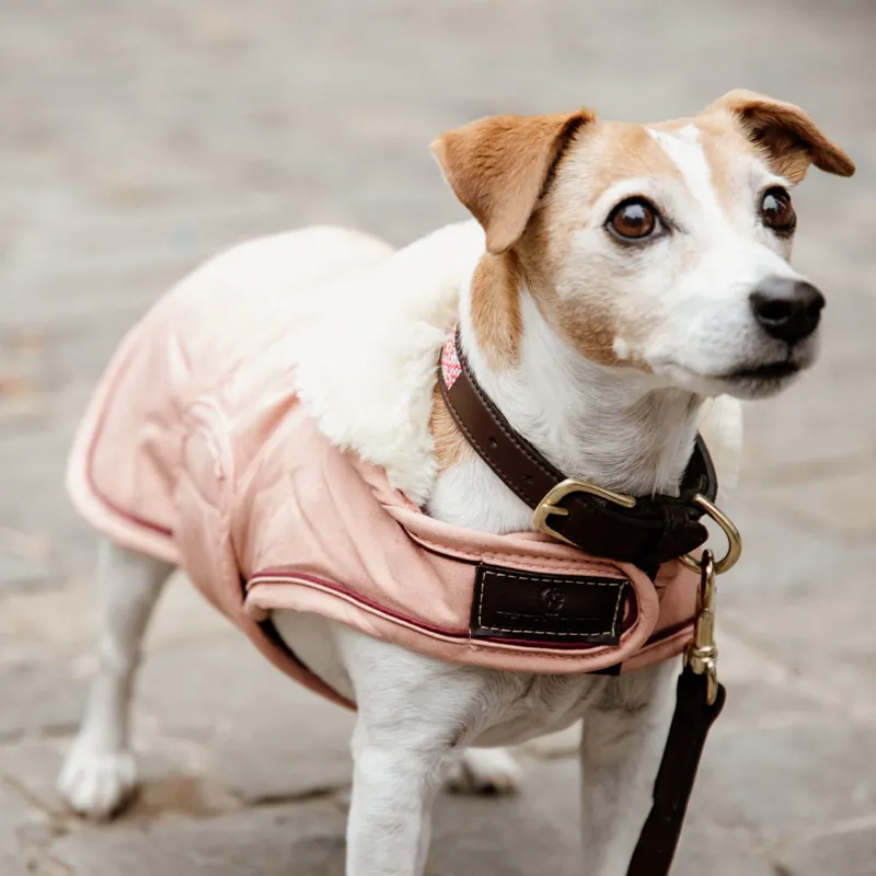 Kentucky Waterproof 160g Dog Coat - Coral-6