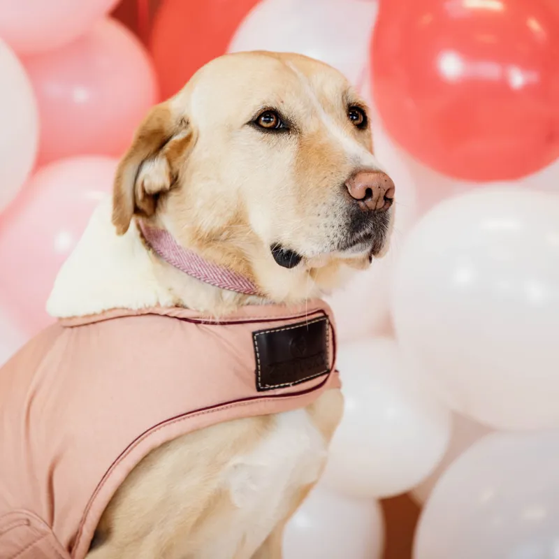 Kentucky Waterproof 160g Dog Coat - Coral-1