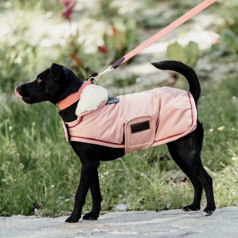 Kentucky Waterproof 160g Dog Coat - Coral-9