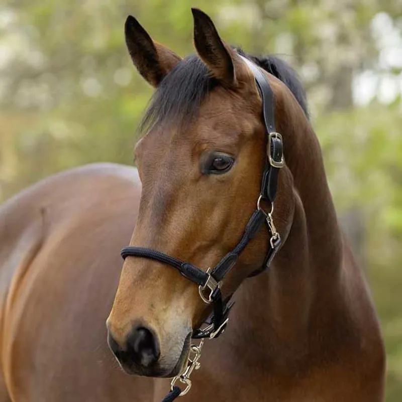 Covalliero Cordano Lux Headcollar - Black-1