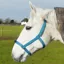 Rhinegold Field Safe Nylon Headcollar - Turquoise