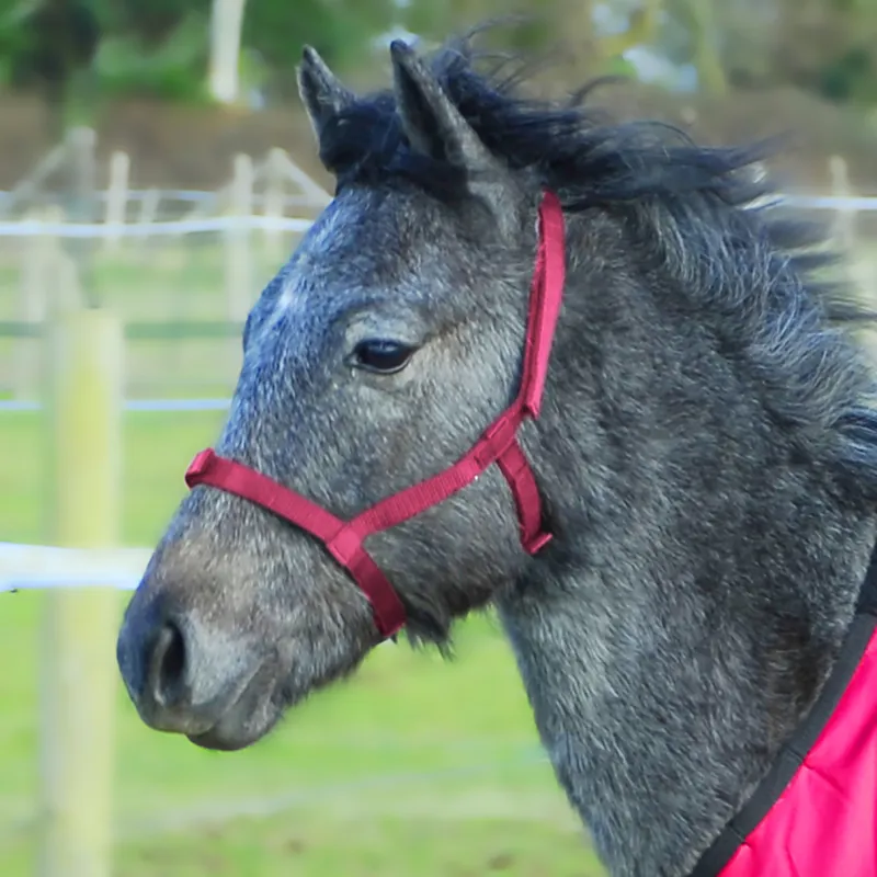 Rhinegold Fieldsafe Nylon Foal Headcollar - Raspberry