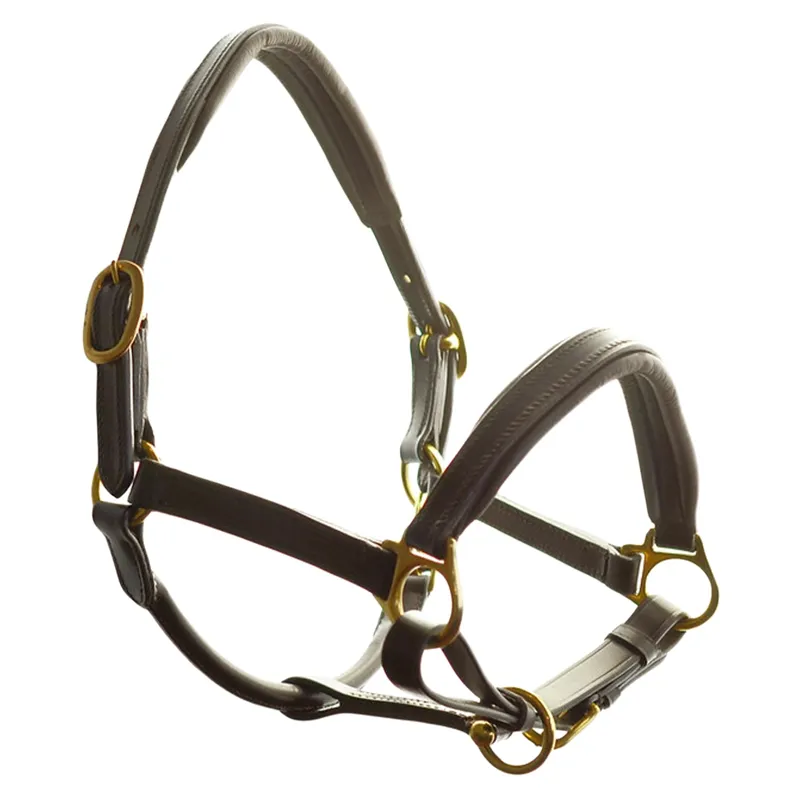 Dever Ascot Padded Leather Headcollar - Brown