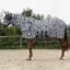 QHP Anti-Fly Rug with Detachable Neck and Mask - Zebra