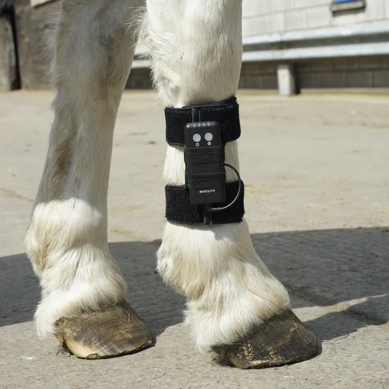 ArcEquine Leg Strap-2