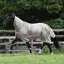 Bucas Freedom Combo Neck Fly Rug - Hazelnut