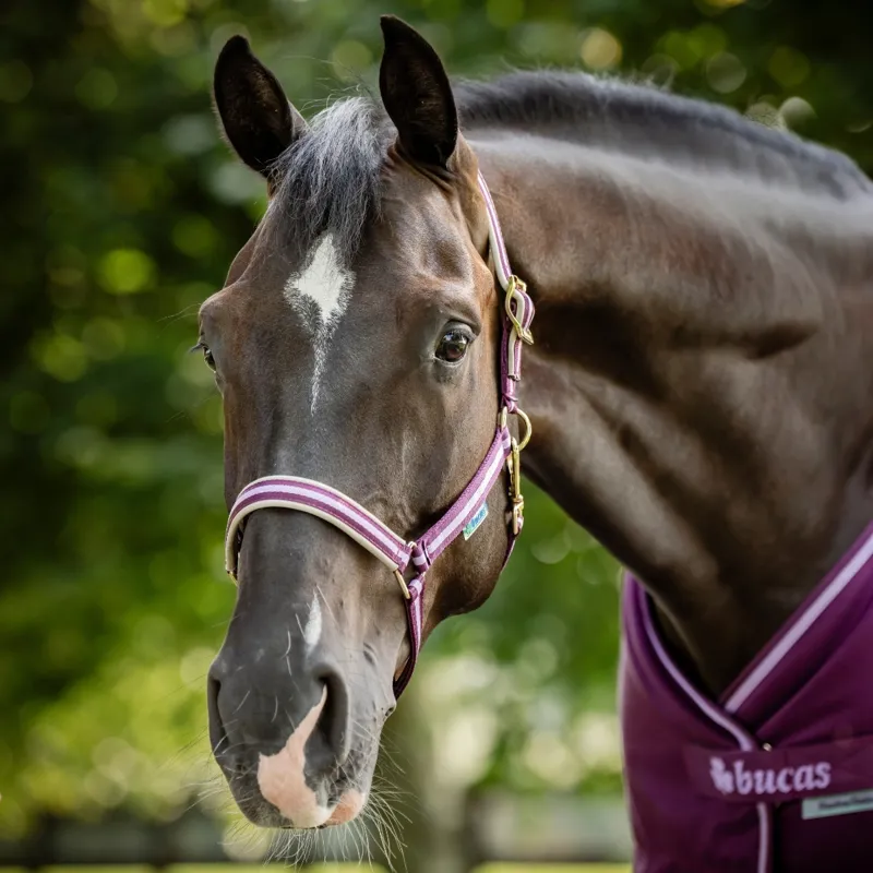 Bucas Dublin Headcollar - Blackberry