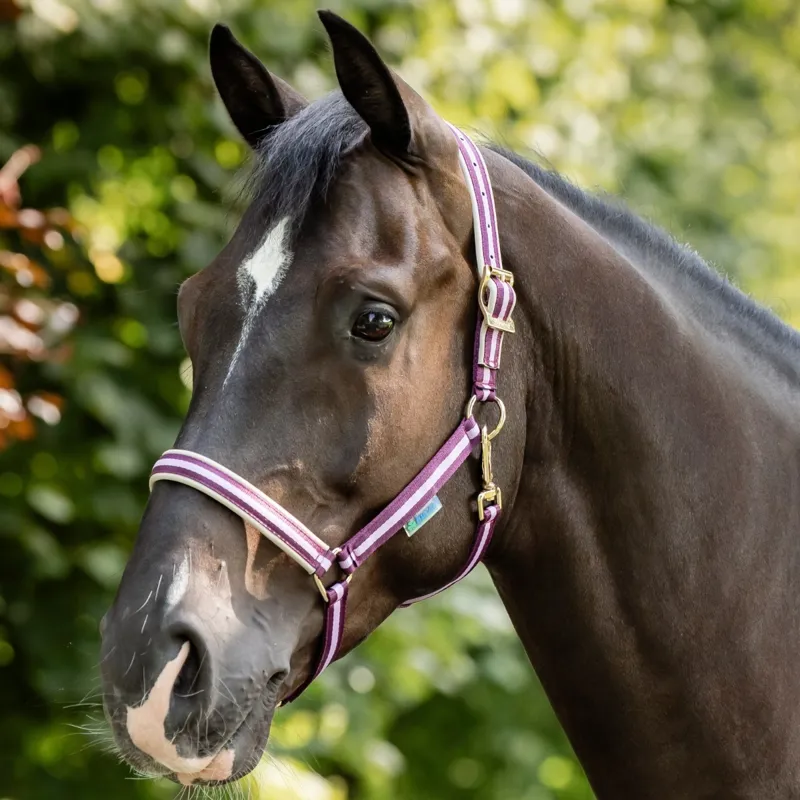 Bucas Dublin Headcollar - Blackberry-4