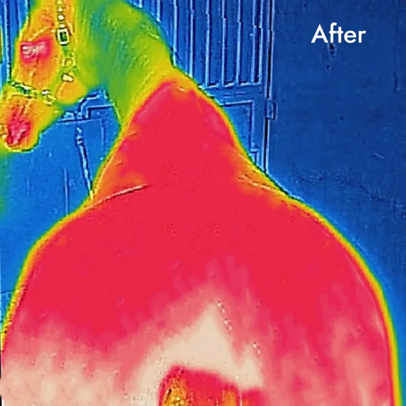 Bucas Therapy Big Neck Cooler Rug - Navy/Orange-7