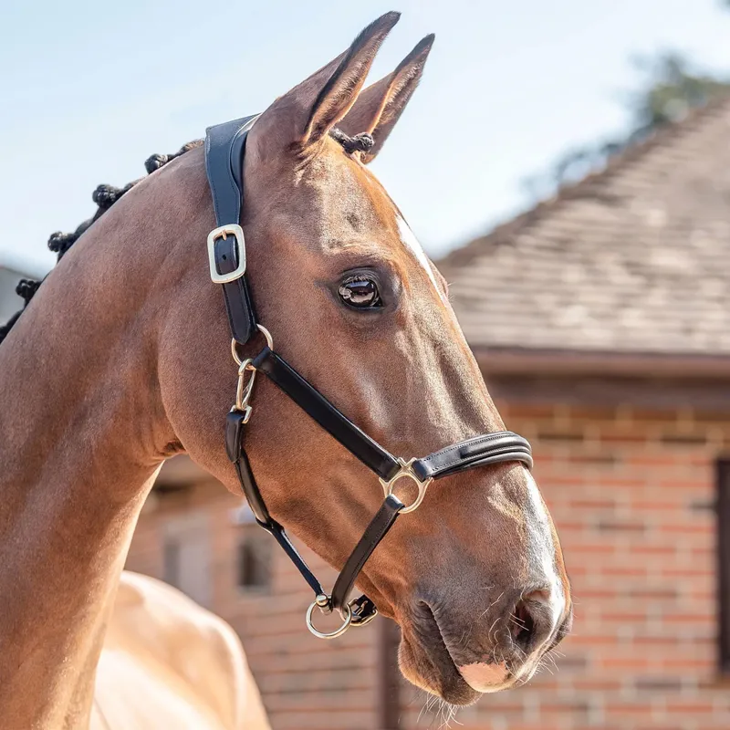 Henry James Comfort 3D Air Headcollar - Black
