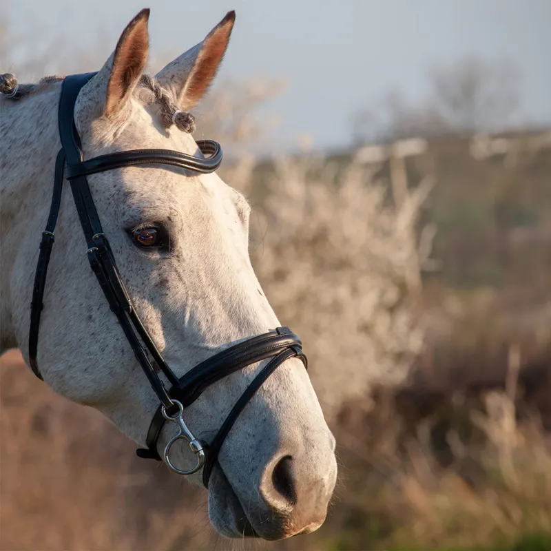 Henry James Comfort Flash Bridle - Black-1