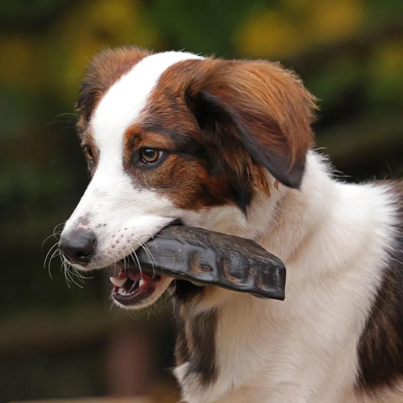 Digby and Fox Buffalo Horns for Dogs-3