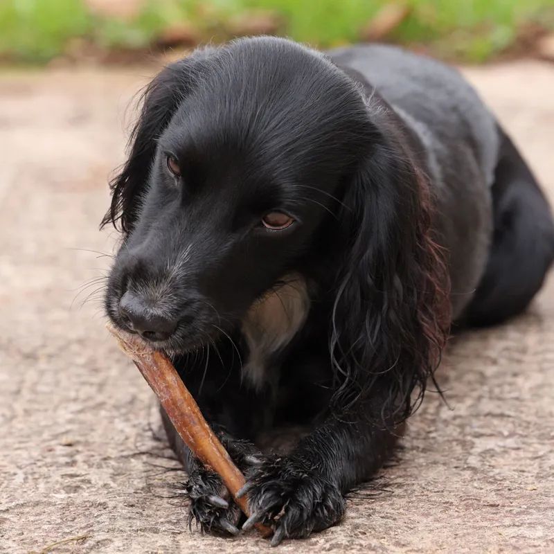 Digby and Fox Buffalo Tails for Dogs - Natural-3