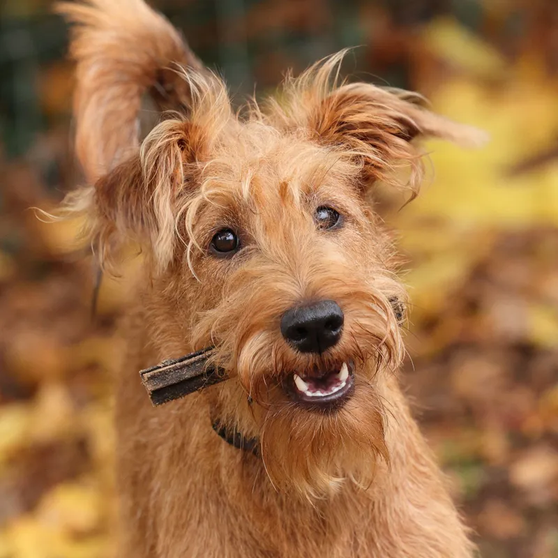 Digby and Fox Buffalo Tripe for Dogs-3