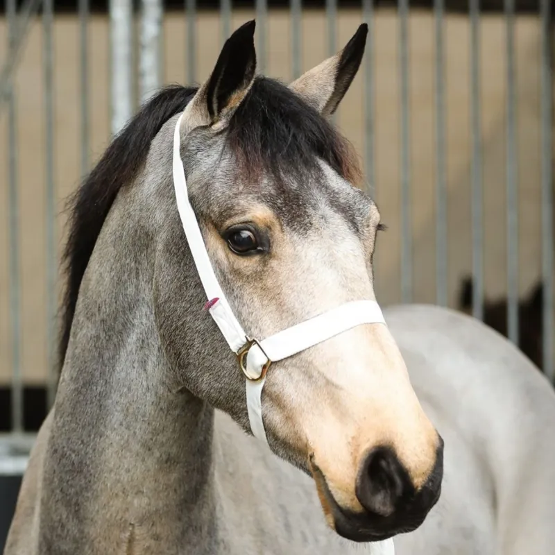 Equi-Sential Adjustable Show Headcollar