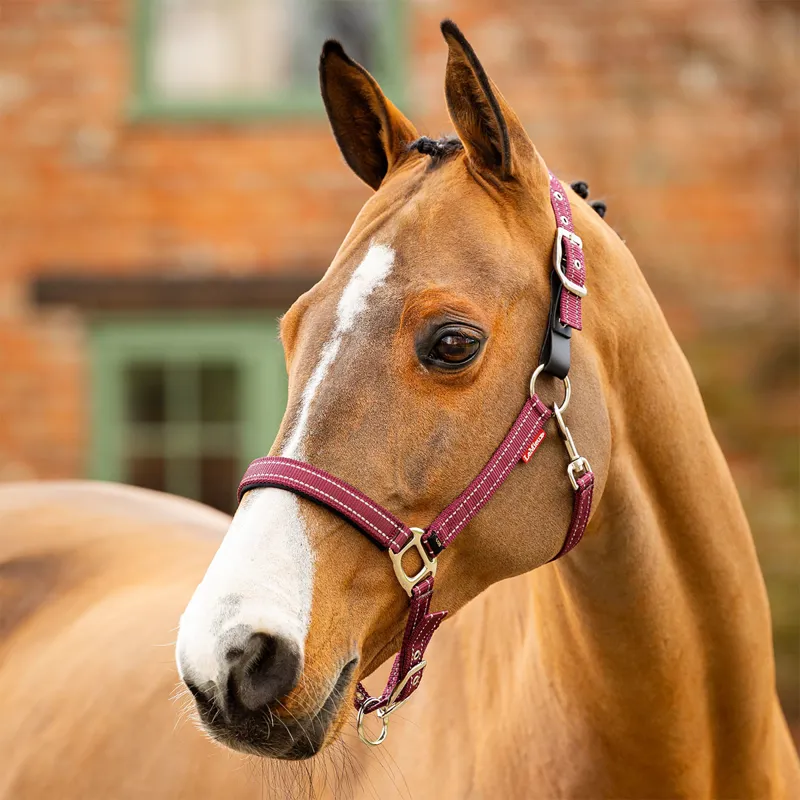 LeMieux Essential Yard Headcollar - Burgundy-1