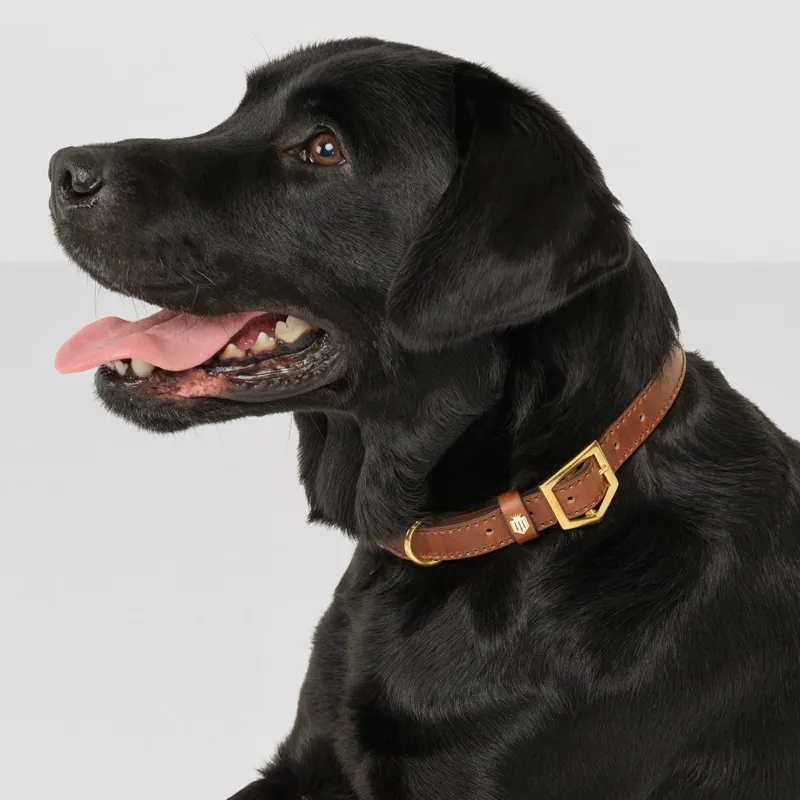 Fairfax and Favor Fitzroy Leather Dog Collar - Tan-3