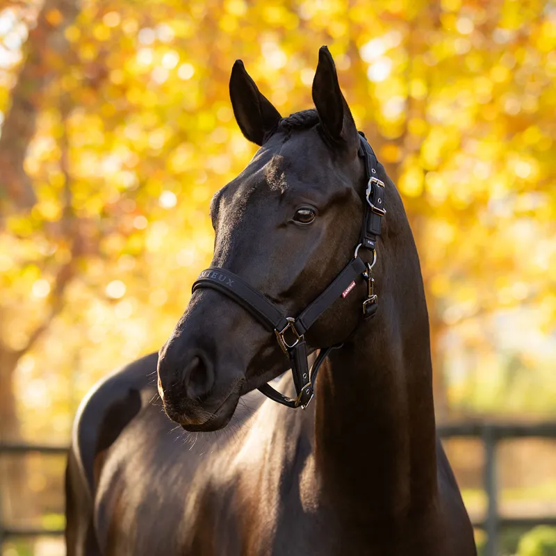 LeMieux Essence Softshell Headcollar - Black-1
